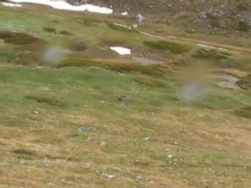 MARMOTTES