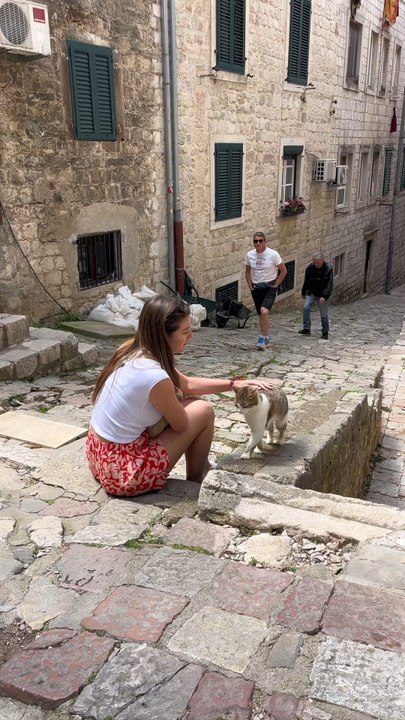 Pourquoi y a-t-il autant de chats à Kotor ?C'es...