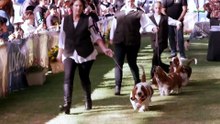 Pooches put their best paws forward at the Royal Easter Show’s dog competition
