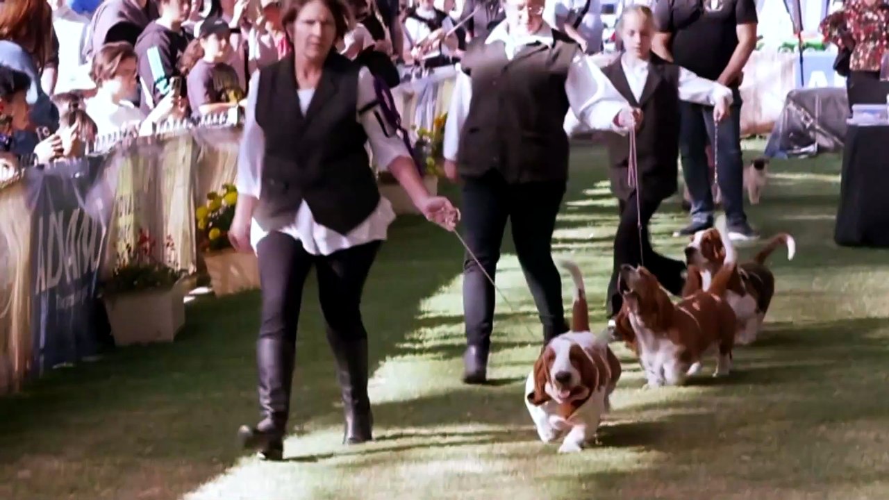 Pooches put their best paws forward at the Royal Easter Show’s dog ...
