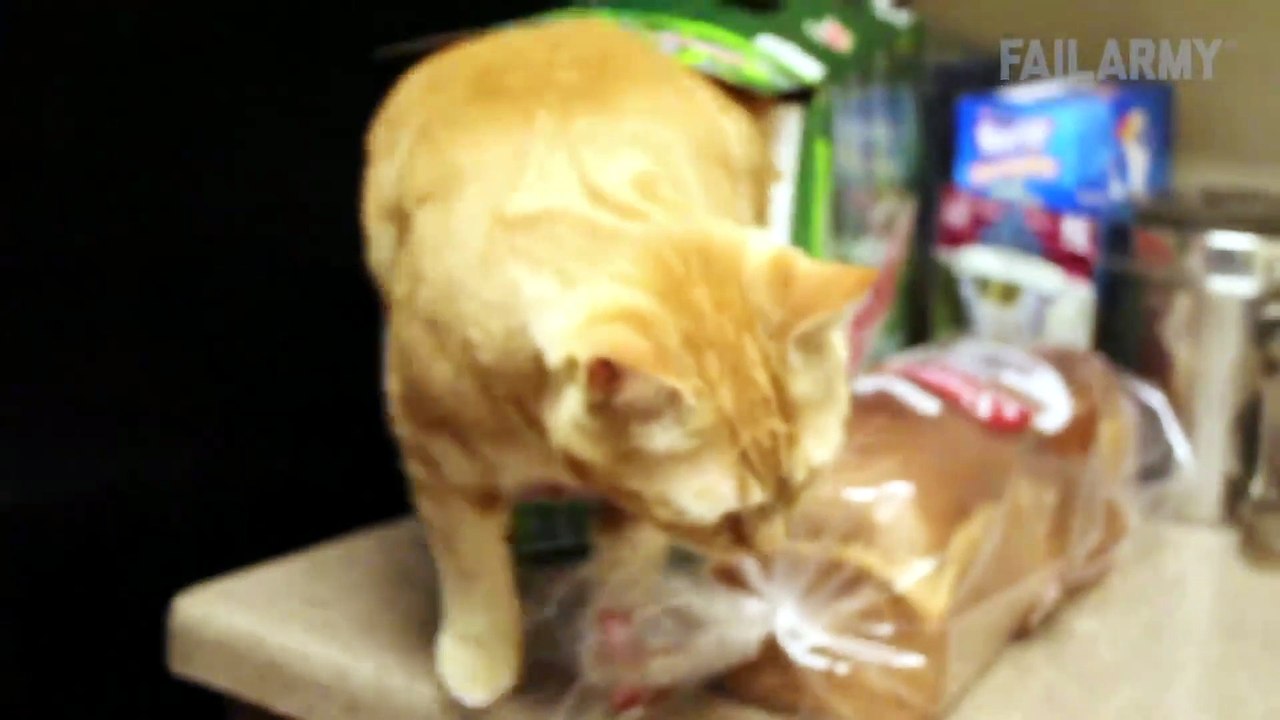 Epic Cat Fails Compilation ¦ Funny Try Not to Laugh! FailArmy