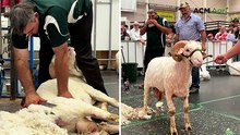 Blade shearing mastery at Sydney Royal