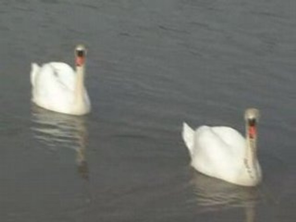 Tais-moi  (Atelier Cinéma)