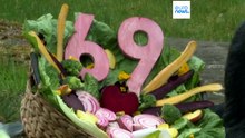 Старейшая в неволе горилла отмечает 69-летие в Берлинском зоопарке