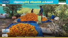 തൃശൂർ മറ്റത്തൂരിൽ ഇത്തവണയും കണിവെള്ളരിയിൽ നൂറുമേനി; ആവശ്യത്തിന് വില കിട്ടുന്നില്ലെന്ന് കർഷകർ