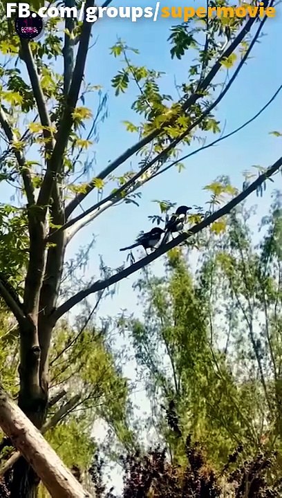 Mettere il suo cuore sulla vendetta Episodio completo | Film Completo in Italiano