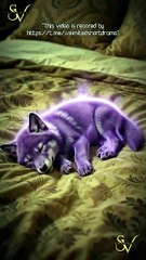 My Beggar Husband Is A Wolf God - FULL | Reelshort