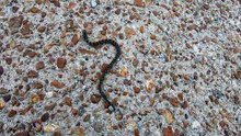 What Kind of Snake is it? (1/5) (please read video description)