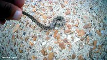 What Kind of Snake is it? (2/5) (please read video description)