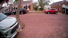 What Kind of Snake is it? (3/5) (please read video description)