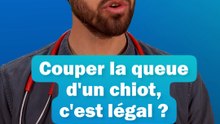 Couper la queue d'un chiot, c'est légal ? - les conseils du Dr Fabing
