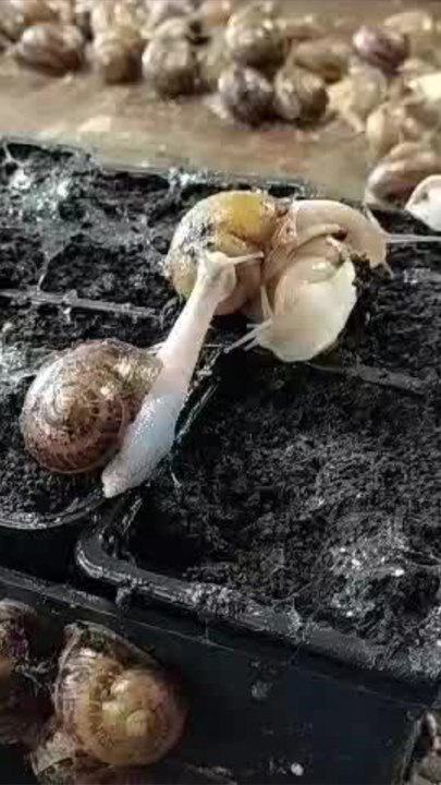 La naissance des escargots (1)