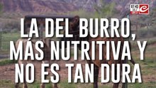 Polémica por la iniciativa que propone la venta de carne de burro para el consumo