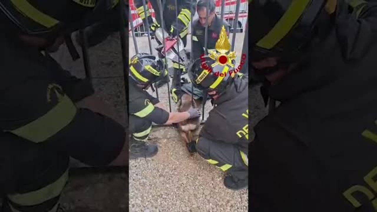 Vinci, capriolo bloccato in un cancello, salvato dai Vigili del Fuoco
