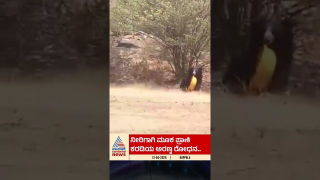 ಅರಣ್ಯದಲ್ಲಿ ನೀರಿಲ್ಲದೆ ನಾಡಿಗೆ ಬಂದ ಕರಡಿ #koppalnews #wildlife #thirsty #kannadanews #kushtagi
