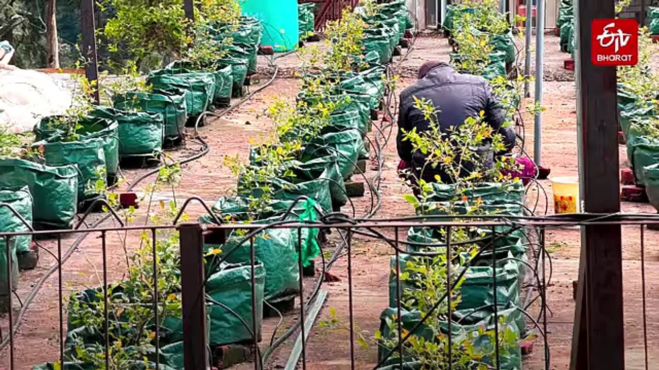 Shimla Software Engineer Utilises Work From Home Opportunity To Develop Rooftop Blueberry Orchard