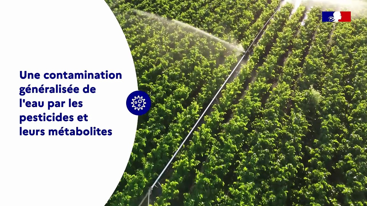 Focus sur... Les-risques lies à la présence de pesticides
