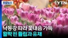 낙동강 따라 꽃내음 가득...활짝 핀 튤립과 유채 / YTN