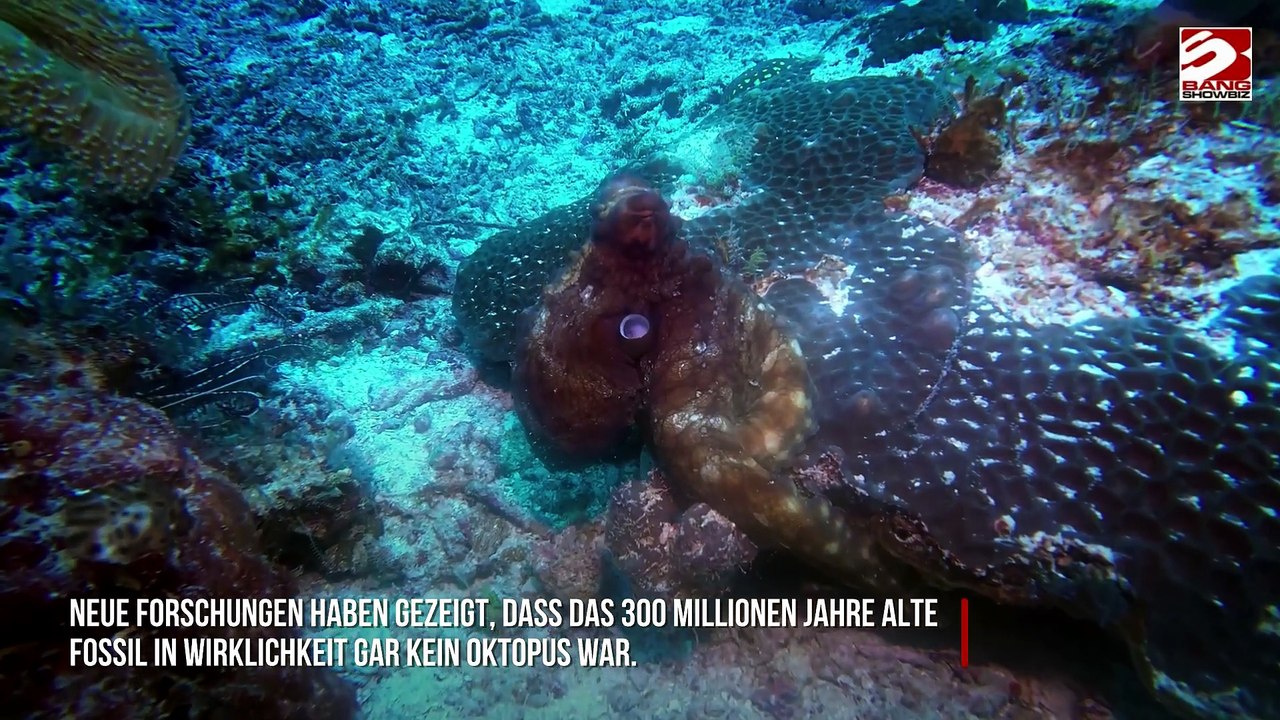 Wissenschaftler entdecken: Ältestes Oktopus-Fossil war eigentlich eine Täuschung