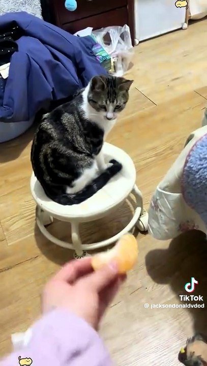 Kätzchen mit eigenen Geschmack