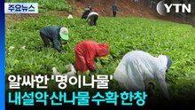 알싸한 '명이나물'...내설악 산나물 수확 한창 / YTN