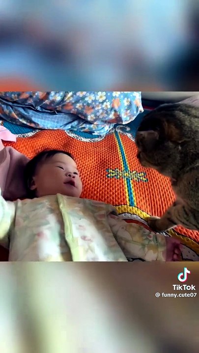 Wenn katzen babys lieben