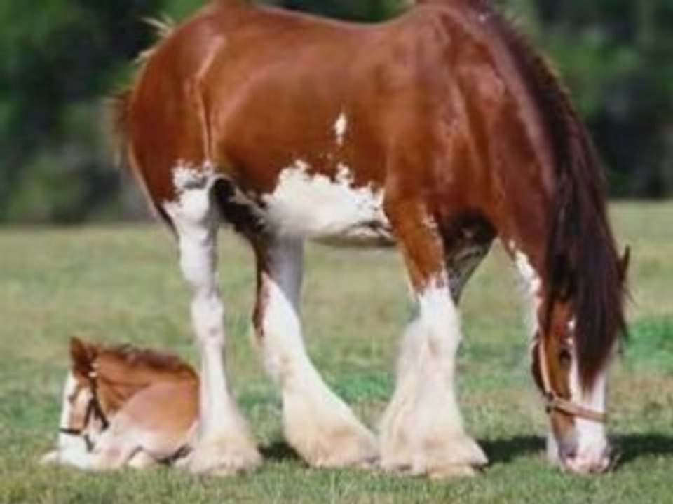 CRÉATION  MULE SKINNER BLUES