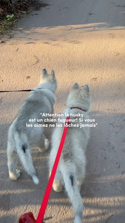 Leur liberté c’est tout à mes yeux 🤍🐻‍❄️