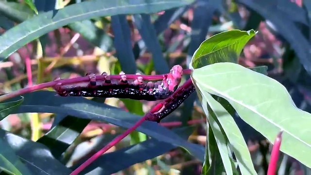 Infestação de lagartas em Carbonera invade casas e assusta moradores; veja o vídeo