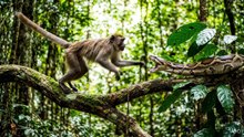 Monkey Narrow Escape From Snake