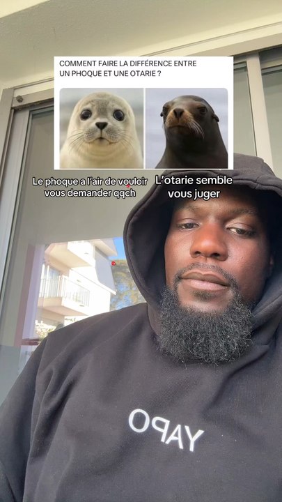 Si tu veux faire la différence entre le phoque et l’otarie | abonne toi, le canal des Capuchés en bio 🖤