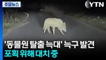 '동물원 탈출 늑대' 늑구 발견...포획 위해 대치 중 / YTN
