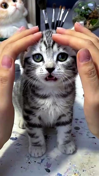 Cats