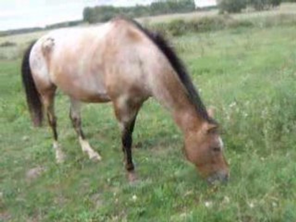 Les poneys des ecuries