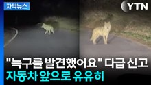 [자막뉴스] 폐사 가능성까지 나왔었는데...'행방묘연' 늑구 발견된 장소 / YTN