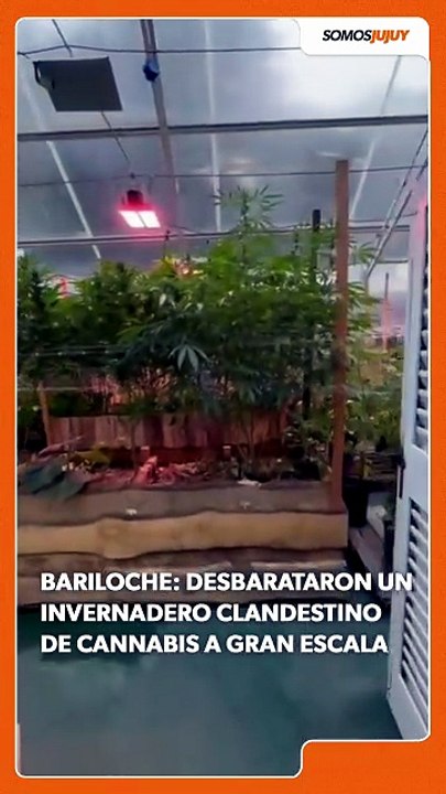 Desbarataron un invernadero clandestino de cannabis a gran escala en Bariloche