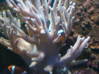 poisson clows