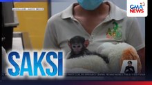 Bagong-silang na unggoy, binigyan ng kasa-kasamang teddy bear | Saksi