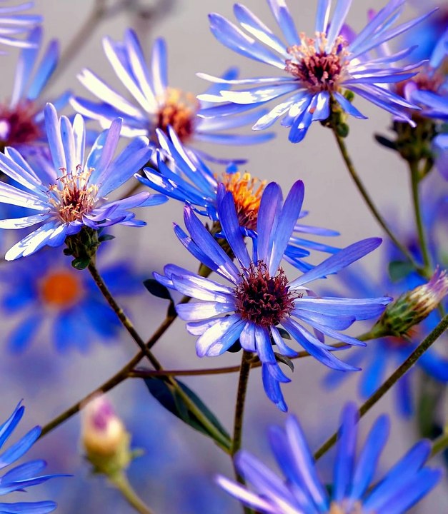Video test Fiori