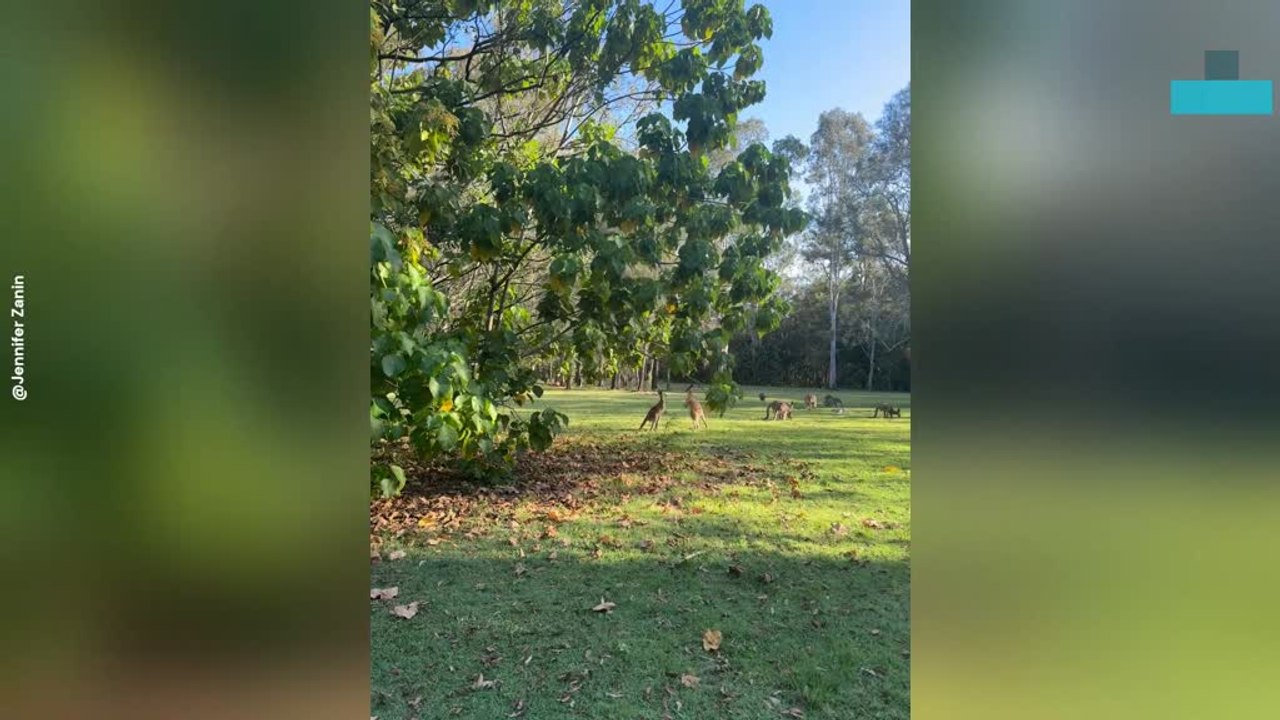 Kangaroos Hilariously Square off During Park Encounter