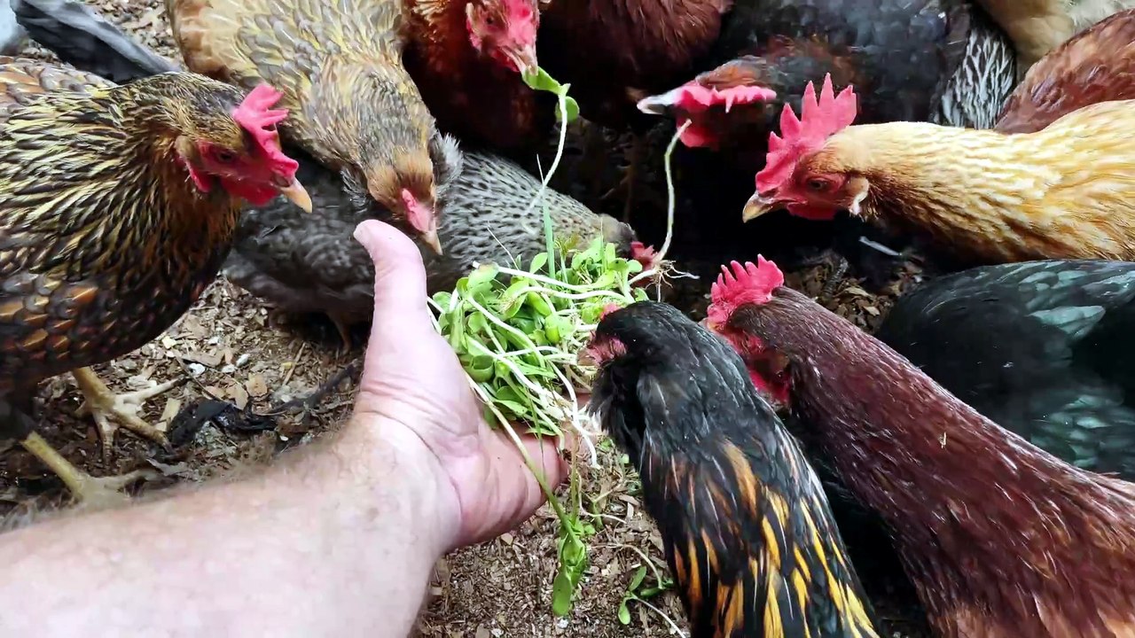 Would chickens like sprouted sunflower seeds?  Maybe.  Maybe not.