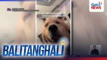 Golden Retriever, tila cute na alarm clock sa pag-iyak sa fur mom na tinanghali ng gising | Balitanghali