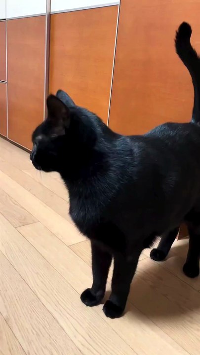 Meow Meow… What Is This Black Cat Saying? 😳
