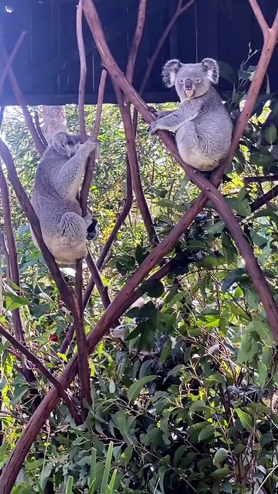 Koala sound