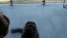 A baby vs fluffy ball :) #cat #funnycats