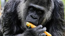 Il gorilla più anziano del mondo festeggia il compleanno allo zoo di Berlino