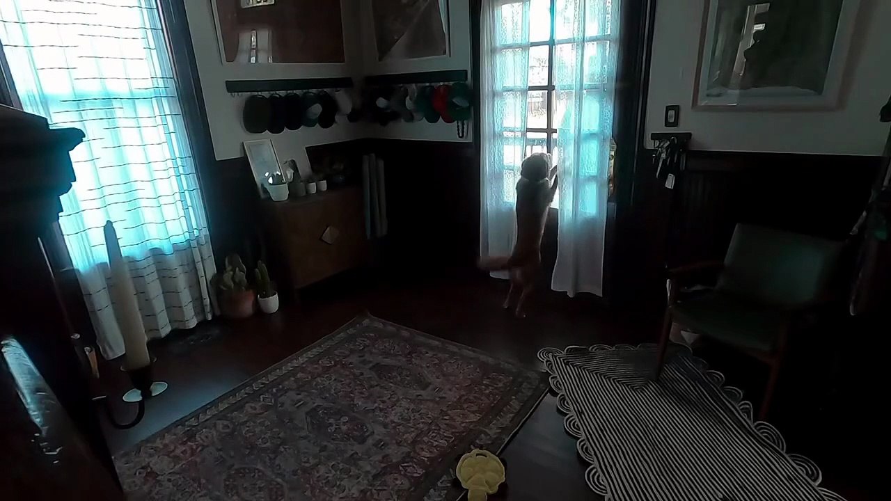 Astronauta Christina Koch reencontra cadela