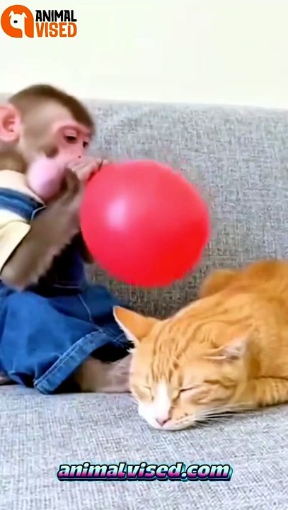 Cat vs Monkey 😂🐈🙈 | Funny Animal Moment