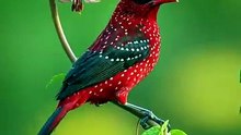 Beautiful Birds of Nature | Amazing Colorful Bird Species 4K