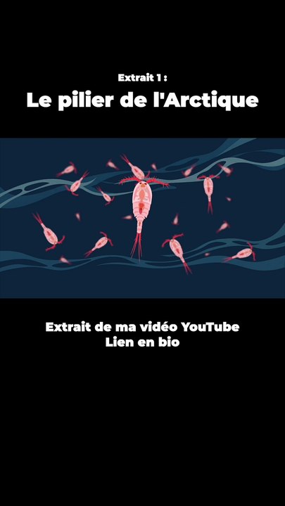 Ce poisson est le PILIER de l'Arctique ! #poisson #morue #arctique #animaux #nature